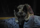 Сериал Пёс (2015) - cцена 6