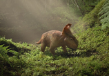 Фильм Прогулки с динозаврами 3D / Walking with Dinosaurs 3D (2013) - cцена 3