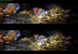 ТВ Чудеса моря в 3D / Wonders of the Sea 3D (2017) - cцена 5