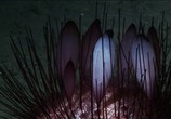 ТВ BBC: Планета Земля / Planet Earth (2006) - cцена 8