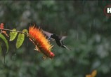 ТВ Земля. Природа нашей планеты / Earth: The Nature of our Planet (2018) - cцена 9