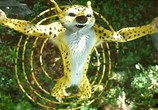 Фильм Джунгли зовут! В поисках Марсупилами  / Sur la piste du Marsupilami (2012) - cцена 9
