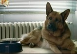 Сериал Комиссар Рекс / Kommissar Rex (1994) - cцена 1