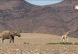 Сцена из фильма Земля. Природа нашей планеты / Earth: The Nature of our Planet (2018) Земля. Природа нашей планеты сцена 11