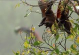ТВ Земля. Природа нашей планеты / Earth: The Nature of our Planet (2018) - cцена 7