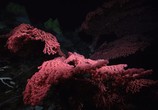 ТВ BBC: Планета Земля / Planet Earth (2006) - cцена 9