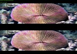 ТВ Чудеса моря в 3D / Wonders of the Sea 3D (2017) - cцена 3