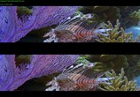 Сцена из фильма Чудеса моря в 3D / Wonders of the Sea 3D (2017) Чудеса моря в 3D сцена 16