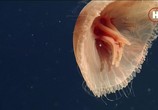 Сцена из фильма Земля. Природа нашей планеты / Earth: The Nature of our Planet (2018) Земля. Природа нашей планеты сцена 18