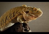 Сцена из фильма Крошечные существа / Tiny Creatures (2020) Крошечные существа сцена 12