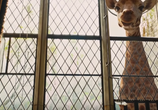 Фильм Удивительное путешествие доктора Дулиттла / Dolittle (2020) - cцена 5