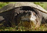 ТВ Крошечные существа / Tiny Creatures (2020) - cцена 6