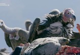 ТВ National Geographic: Враждебная планета / Hostile Planet (2019) - cцена 4