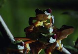 ТВ BBC: Планета Земля / Planet Earth (2006) - cцена 4