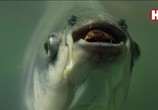 Сцена из фильма Земля. Природа нашей планеты / Earth: The Nature of our Planet (2018) Земля. Природа нашей планеты сцена 16