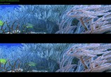 ТВ Чудеса моря в 3D / Wonders of the Sea 3D (2017) - cцена 6