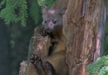 ТВ BBC: Планета Земля / Planet Earth (2006) - cцена 6