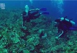 ТВ Discovery: Неделя акул. Самые лакомые кусочки недели акулы / Discovery: Shark Week. Shark bites: Adventures in Shark Week (2010) - cцена 1