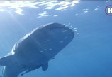 Сцена из фильма Земля. Природа нашей планеты / Earth: The Nature of our Planet (2018) Земля. Природа нашей планеты сцена 15